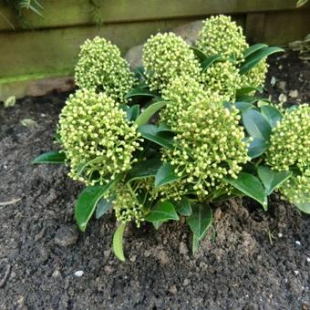 Skimmia japonica 'White Dwarf'