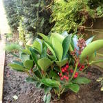 Skimmia japonica 'Obsession' - Skimmia