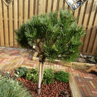 Pinus nigra 'Pierrick Brégeon'