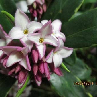 Daphne odora 'Aureomarginata'