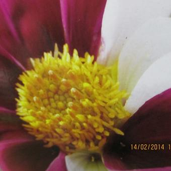 Dahlia ' Smarty'