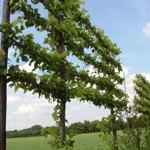 Tilia x europaea 'Pallida' - Leikoningslinde , Leilinde