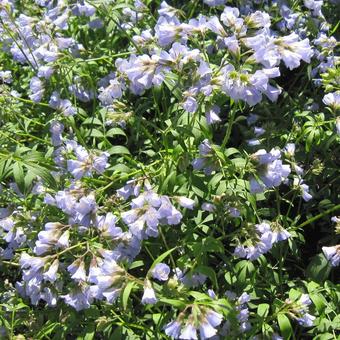 Polemonium reptans 'Blue Pearl'