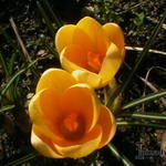 Crocus chrysanthus 'Dorothy' - Krokus