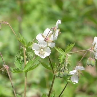 Geranium phaeum 'Album'