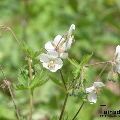 Ooievaarsbek - Geranium phaeum 'Album'