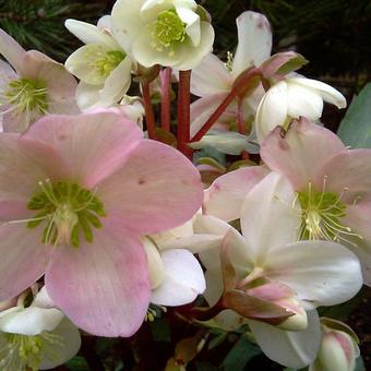 Helleborus x nigercors 'Candy Love'