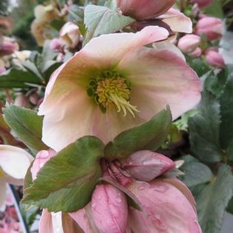 Helleborus x ericsmithii 'Pirouette'