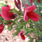 Cytisus scoparius 'Boskoop Ruby' - Brem