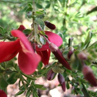 Cytisus scoparius 'Boskoop Ruby'