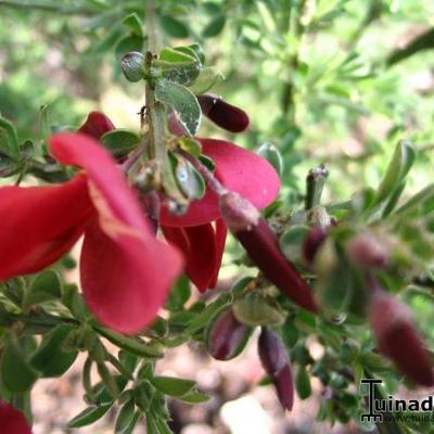 Brem - Cytisus scoparius 'Boskoop Ruby'