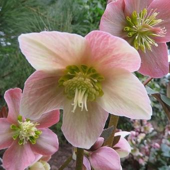 Helleborus x ericsmithii 'Pirouette'