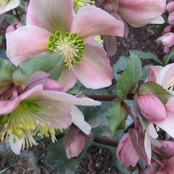 Helleborus x ericsmithii 'Pirouette'