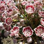 Kalmia latifolia 'Minuet' - Lepelboom, laurierroos