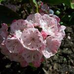 Kalmia latifolia 'Olympic Fire' - Lepelboom, Laurierroos