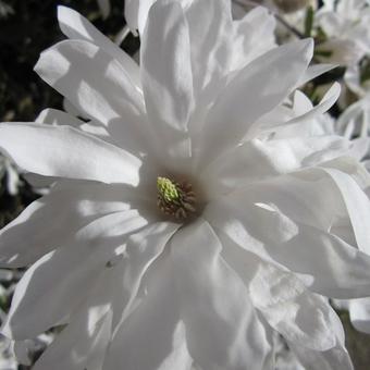 Magnolia stellata 'Waterlily'