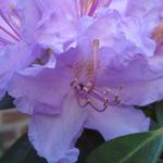 Rhododendron 'Catawbiense Grandiflorum' - Rododendron