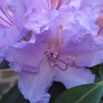 Rhododendron 'Catawbiense Grandiflorum'