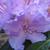 Rhododendron 'Catawbiense Grandiflorum'