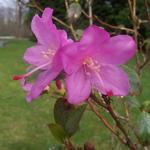 Rhododendron 'Praecox' - Rododendron