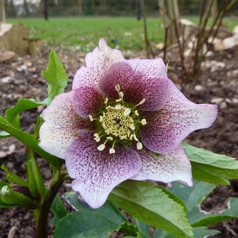 Helleborus orientalis