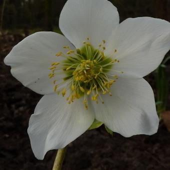 Helleborus niger