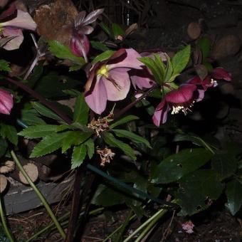 Helleborus orientalis 'Red LADY'