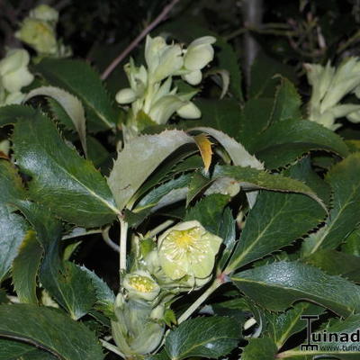 Geurend nieskruid - Helleborus odorus