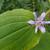 Tricyrtis formosana