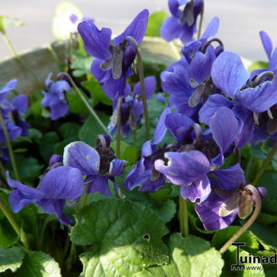 Viola odorata - Maarts viooltje