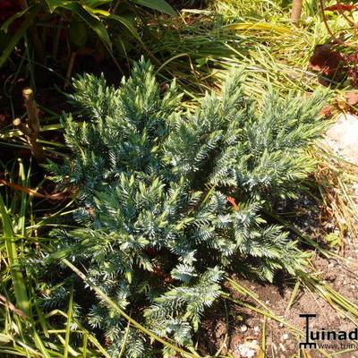 Jeneverbes - Juniperus squamata 'Blue Carpet'