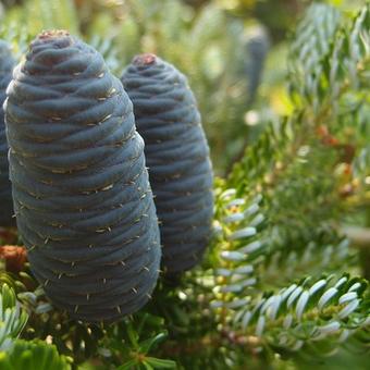 Abies koreana