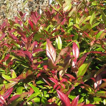 Leucothoe axillaris ‘Scarletta’