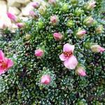 Saxifraga 'Excellent' - Steenbreek