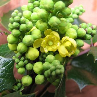 Mahonia aquifolium 'Smaragd'