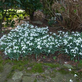 Galanthus nivalis