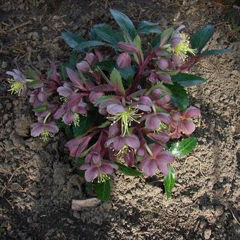 Helleborus x sternii 'Ashwood Strain'