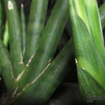 Sansevieria cylindrica ‘Skyline’ - Vrouwentong