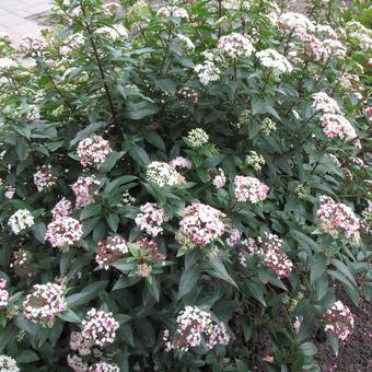 Viburnum tinus