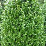 Buxus sempervirens 'Rotundifolia' - Buxus, palm