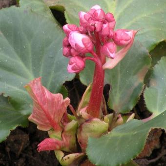 Bergenia hybride