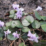 Cyclamen coum f. pallidum - Alpenviooltje