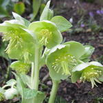 Helleborus lividus 'White Marble' - Mallorcaanse  nieskruid