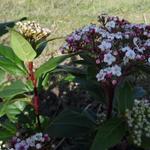 Sneeuwbal - Viburnum tinus 'Spirit'