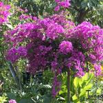 Bougainvillea glabra 'Sanderiana' - Bougainville