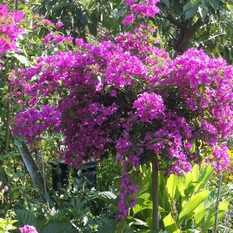 Bougainvillea glabra 'Sanderiana'