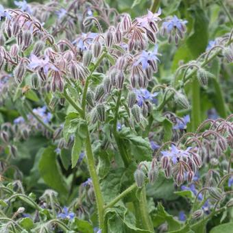 Borago officinalis