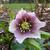 Helleborus