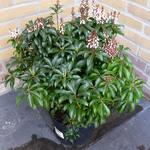 Pieris japonica 'Bonfire' - Rotsheide