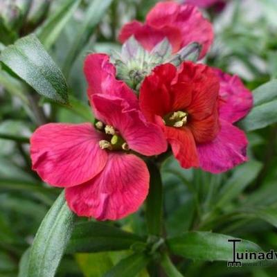 Erysimum 'Red Jep' - Steenraket, Muurbloem